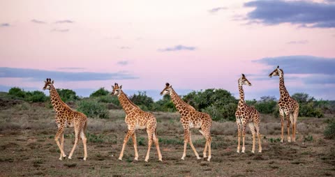 Giraffes on the savannah at Kwandwe, South Africa