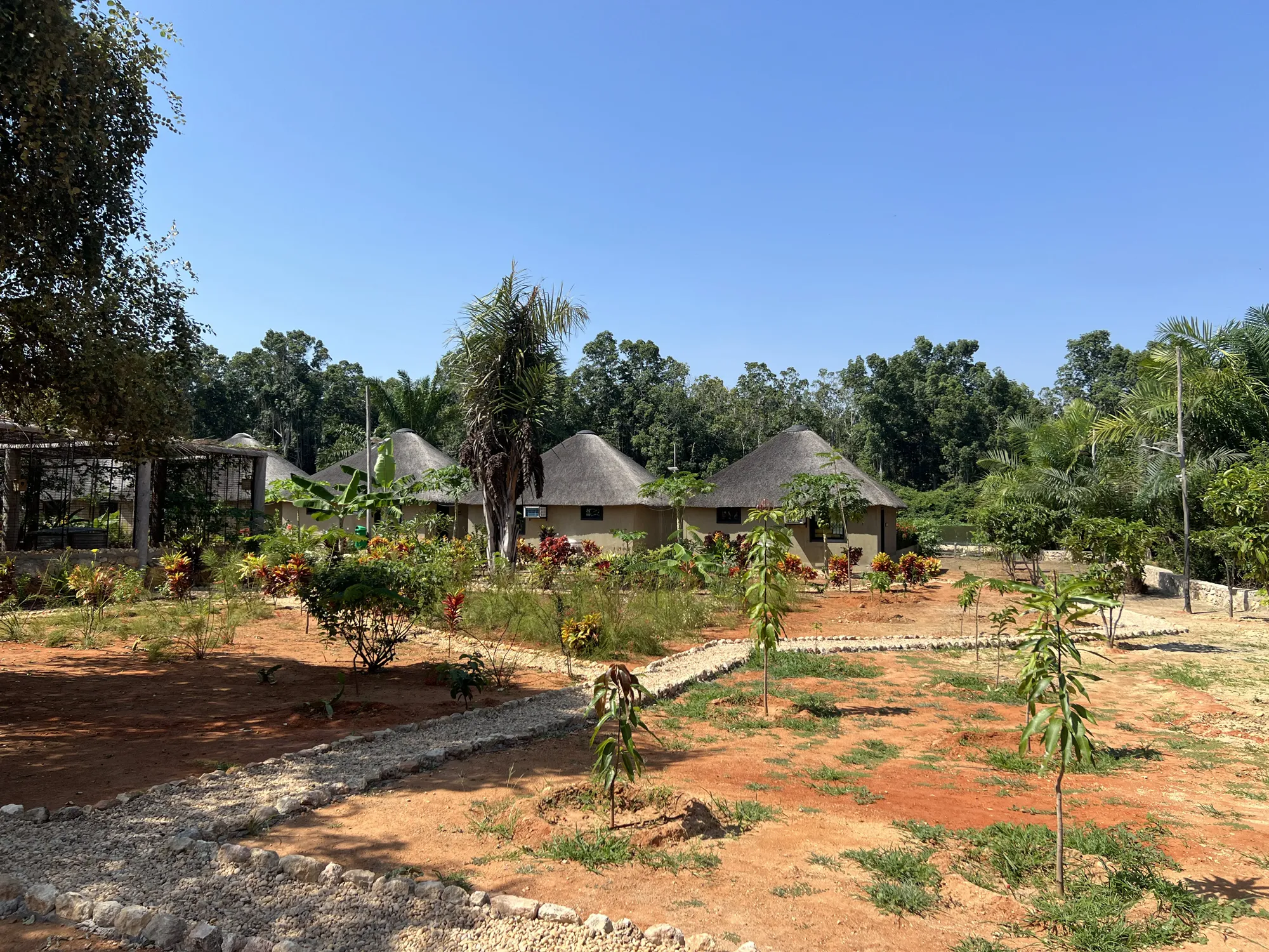 Thatched rondavel chalets bordered by young mango trees and red-earth garden paths
