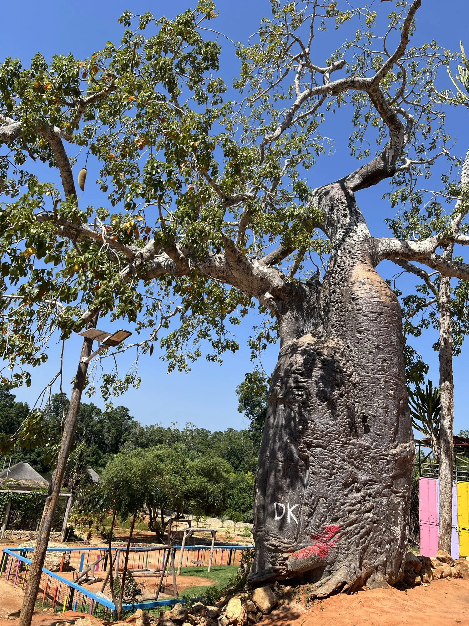 Centuries-old baobab tree in the resort grounds