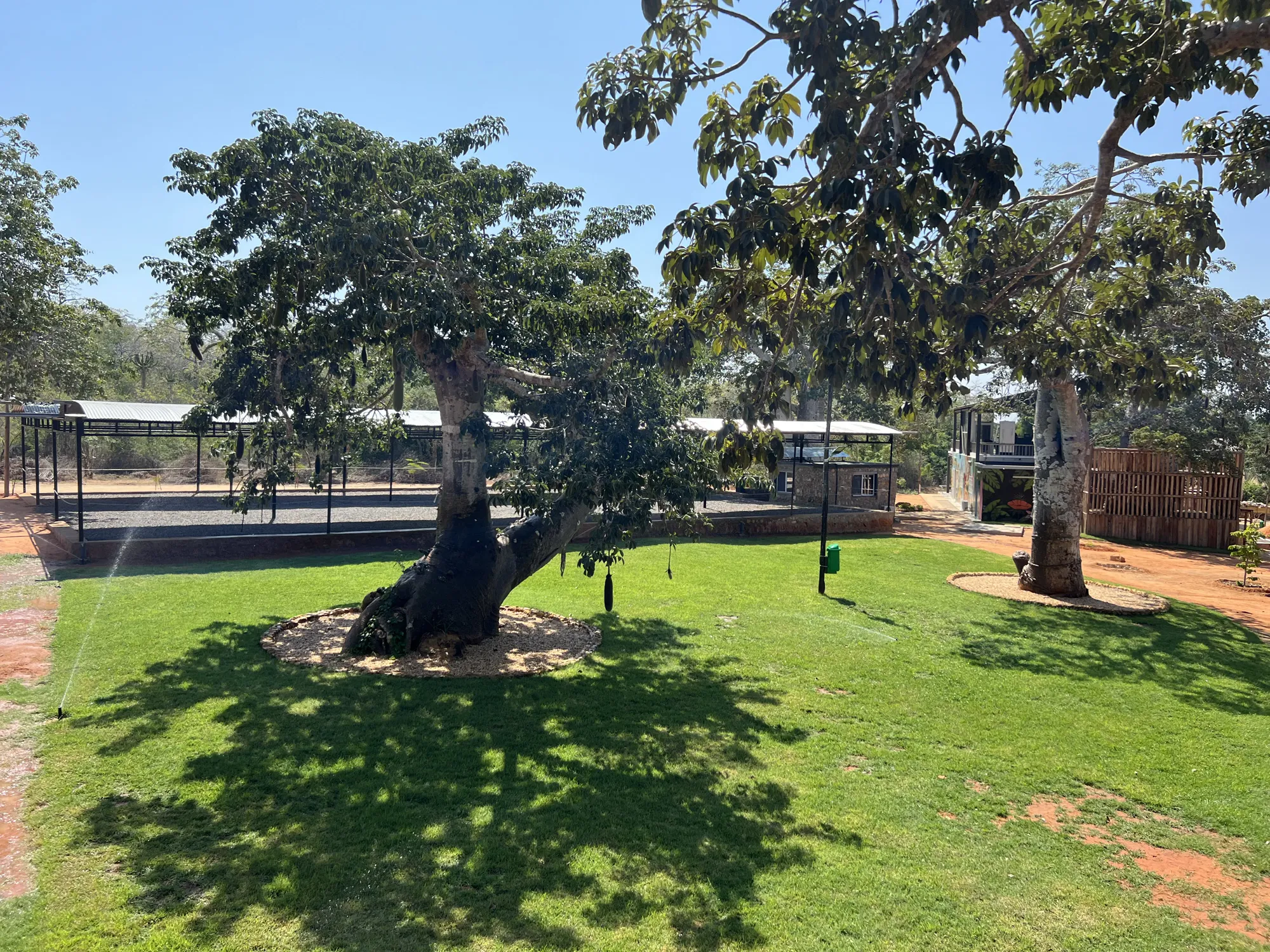 Shaded baobab tree on the resort lawn
