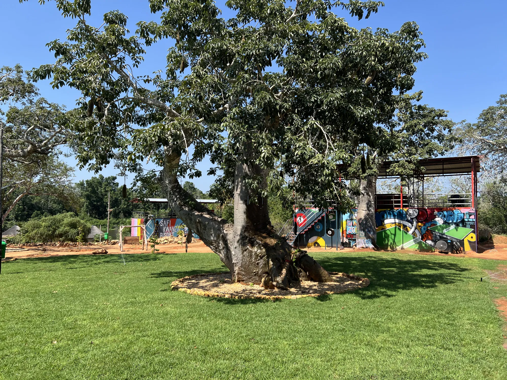 Baobab tree beside the resort's games zone and pool